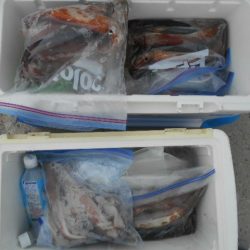 大進丸（愛知） 釣果