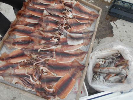 大進丸（愛知） 釣果