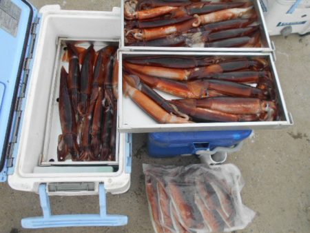 大進丸（愛知） 釣果