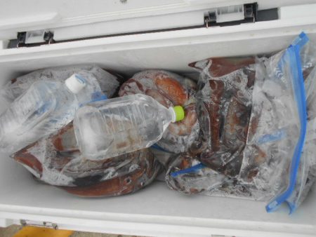 大進丸（愛知） 釣果