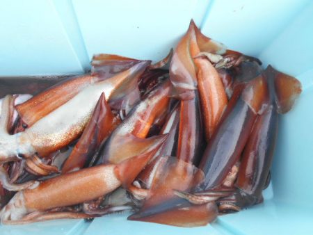 大進丸（愛知） 釣果