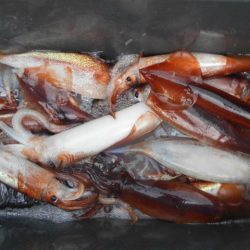 大進丸（愛知） 釣果