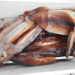 大進丸（愛知） 釣果