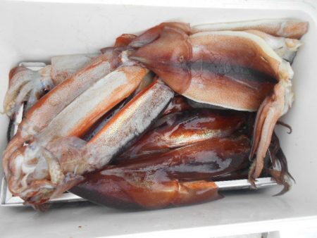 大進丸（愛知） 釣果