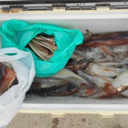 大進丸（愛知） 釣果