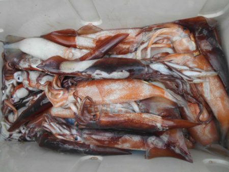 大進丸（愛知） 釣果