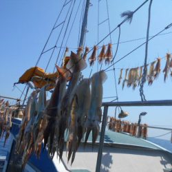 大進丸（愛知） 釣果