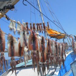 大進丸（愛知） 釣果