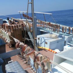 大進丸（愛知） 釣果