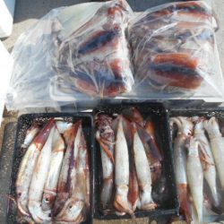 大進丸（愛知） 釣果