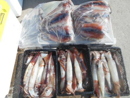 大進丸（愛知） 釣果