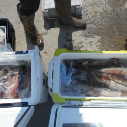 大進丸（愛知） 釣果