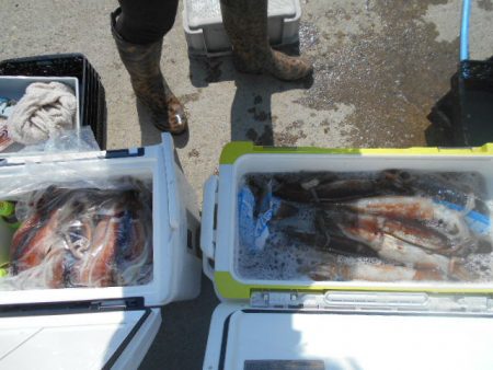 大進丸（愛知） 釣果