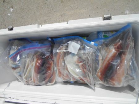 大進丸（愛知） 釣果