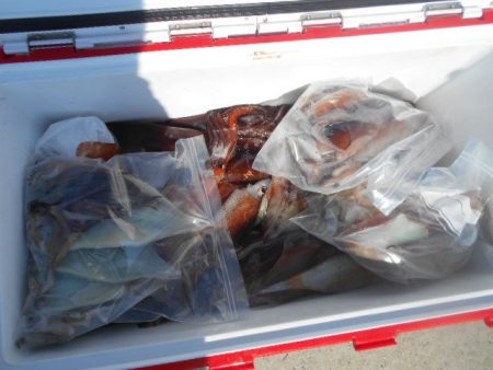 大進丸（愛知） 釣果