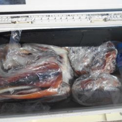 大進丸（愛知） 釣果