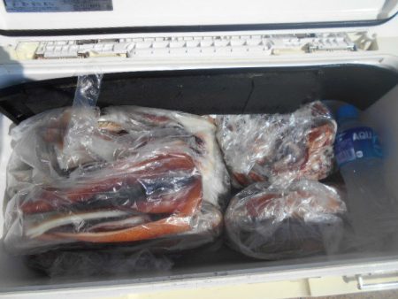 大進丸（愛知） 釣果