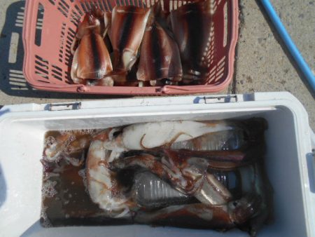 大進丸（愛知） 釣果