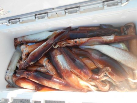 大進丸（愛知） 釣果