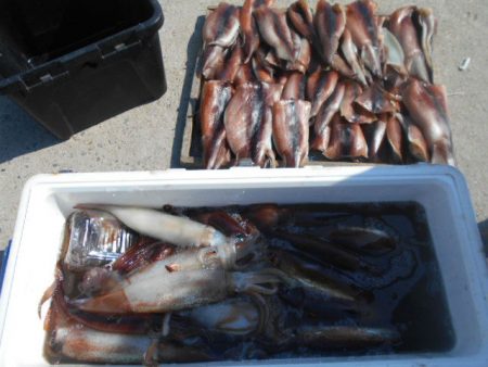 大進丸（愛知） 釣果