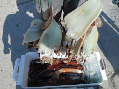 大進丸（愛知） 釣果