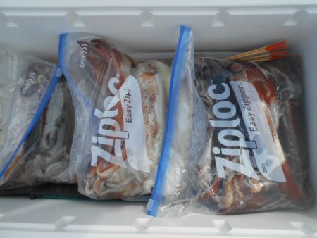 大進丸（愛知） 釣果