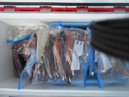 大進丸（愛知） 釣果