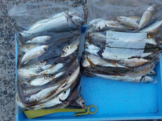 宮川丸 釣果