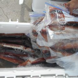 大進丸（愛知） 釣果