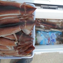 大進丸（愛知） 釣果