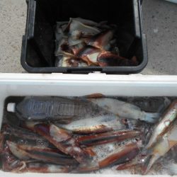 大進丸（愛知） 釣果