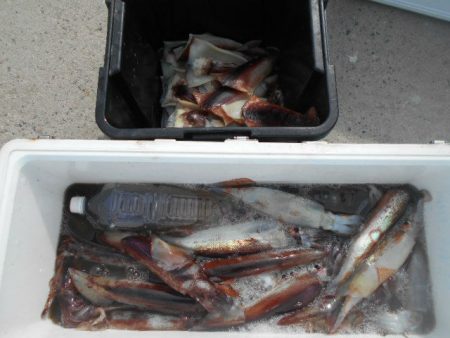 大進丸（愛知） 釣果