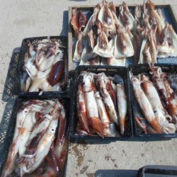 大進丸（愛知） 釣果