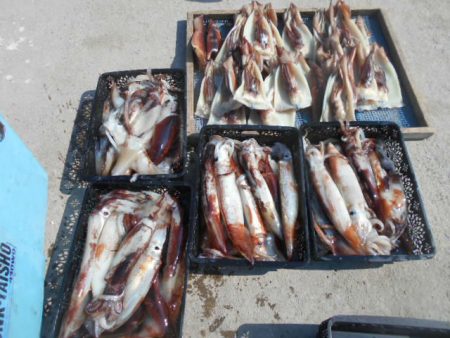 大進丸（愛知） 釣果