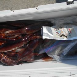 大進丸（愛知） 釣果