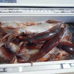 大進丸（愛知） 釣果