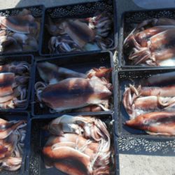 大進丸（愛知） 釣果