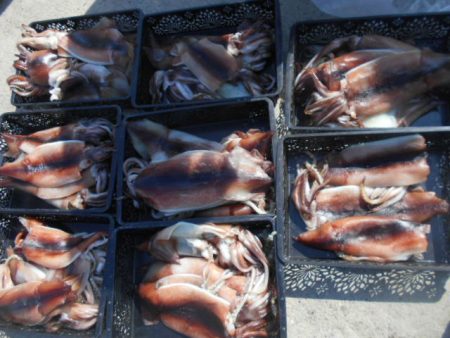 大進丸（愛知） 釣果