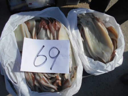 大進丸（愛知） 釣果