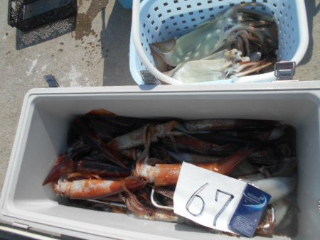 大進丸（愛知） 釣果