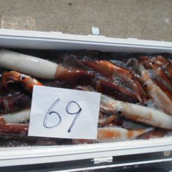 大進丸（愛知） 釣果