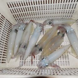 フィッシングボート空風(そらかぜ) 釣果