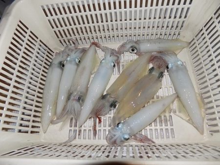 フィッシングボート空風(そらかぜ) 釣果