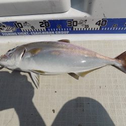 フィッシングボート空風（そらかぜ） 釣果