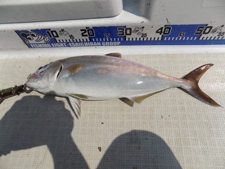 フィッシングボート空風（そらかぜ） 釣果