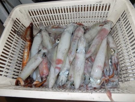 フィッシングボート空風(そらかぜ) 釣果