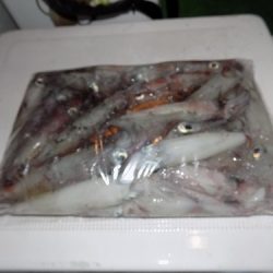 フィッシングボート空風(そらかぜ) 釣果