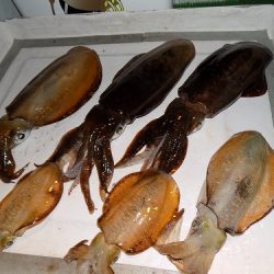 フィッシングボート空風（そらかぜ） 釣果