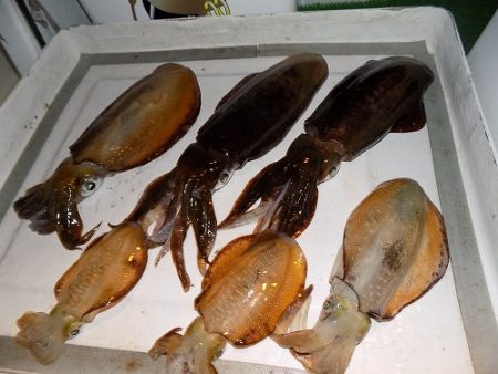 フィッシングボート空風（そらかぜ） 釣果