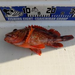 フィッシングボート空風(そらかぜ) 釣果